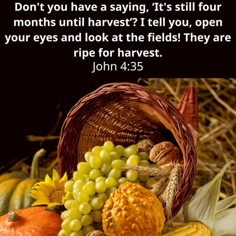 Don't you have a saying, ‘It's still four months until harvest’ I tell you, open your eyes and look at the fields! They are ripe for harvest.